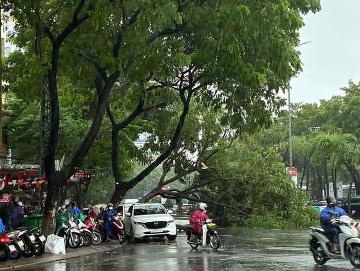 Cây xanh ngã đổ trên đường Nguyễn Hữu Thọ. Ảnh: Lê Trang