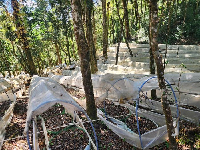 Để cây sâm phát triển, người dân phải dựng hệ thống che chắn, điều chỉnh ánh sáng phù hợp. Ảnh: BT.