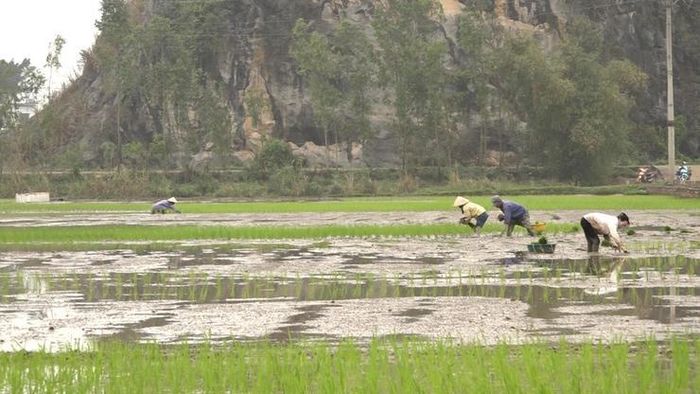 Đối với sản xuất vụ đông 2026, Hà Nội đặt mục tiêu gieo trồng 28.400 ha, tập trung vào nhóm cây trồng có giá trị kinh tế cao, gắn liền với nhu cầu thị trường dịp cuối năm. Ảnh: Mỹ Đức
