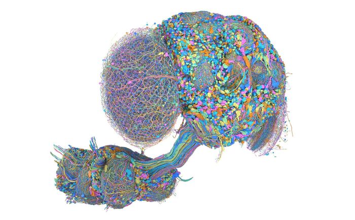  Google Research tái tạo thành công bản đồ 3D hoàn chỉnh não bộ ruồi giấm đực với hơn 166.000 tế bào thần kinh nhờ công nghệ AI. Ảnh: Google Research. 