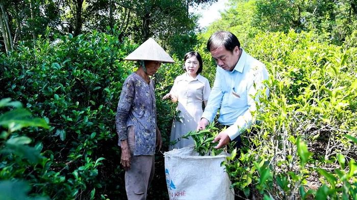 Những vườn chè cổ tạo thêm sinh kế cho người dân trên vùng gò đồi Lộc Thanh