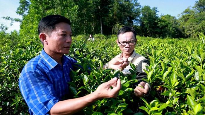 Người dân Lộc Thanh thu hái chè khi cây lên chồi