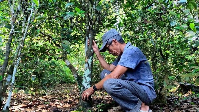 Những gốc chè lâu năm trong vườn của gia đình ông Trần Văn Thắm vẫn xanh tốt, cho thu hoạch đều đặn