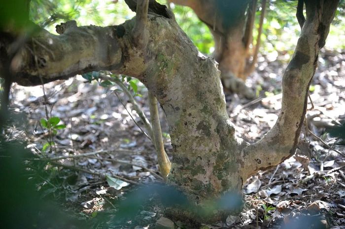Gốc chè cổ thụ có thân lớn, xù xì, ghi dấu tuổi đời hơn trăm năm