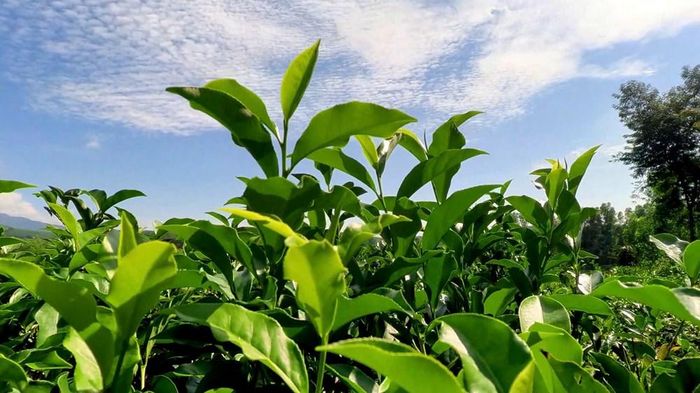 Lá chè Lộc Thanh có đặc điểm nhỏ, dày, vị chát đặc trưng, được nhiều khách hàng ưa chuộng