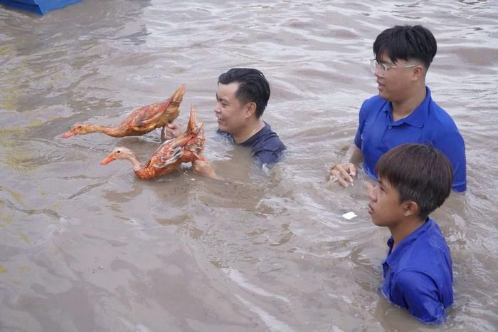 Người dân và du khách thích thú với trải nghiệm "bắt vịt, mò trứng" trên cánh đồng nước mênh mông