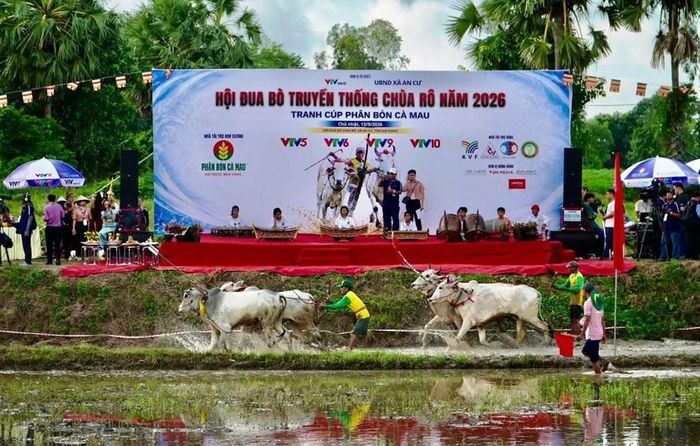 Các cặp đôi đua bò biểu diễn qua khán đài trước khi bước vào thi đấu chính thức