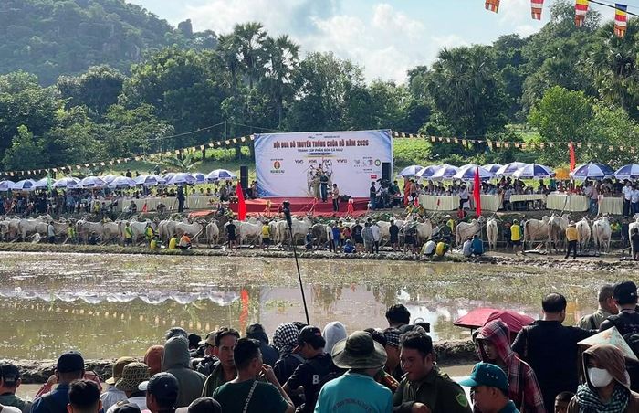 Hội đua bò truyền thống chùa Rô lần thứ 12 thu hút 32 đôi bò tham gia thi đấu