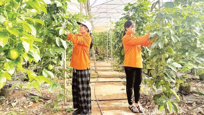 Mô hình trồng chanh dây sử dụng thuốc bảo vệ thực vật sinh học cho hiệu quả kinh tế cao tại xã KDang, tỉnh Gia Lai.