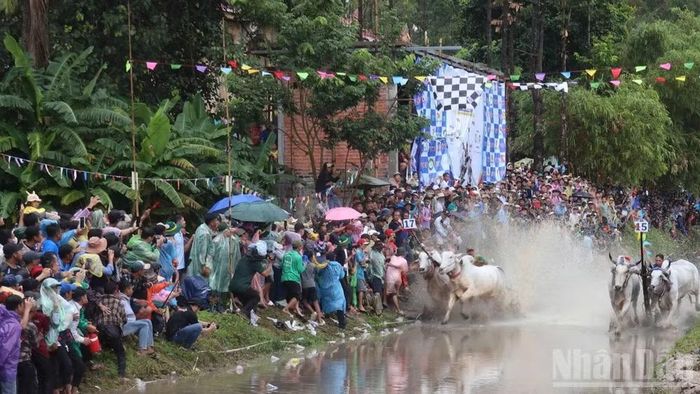 Đông đảo khán giả theo dõi hội đua bò. (Ảnh: Thanh Dũng)