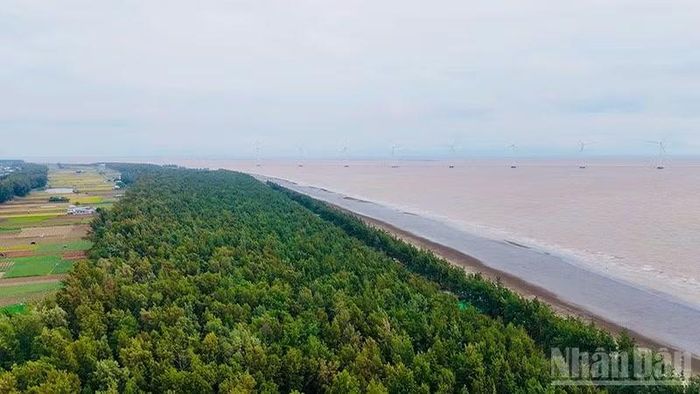 Trồng rừng phòng hộ là giải pháp ứng phó lâu dài đối với tình trạng sạt lở bờ biển ở phường Trường Long Hòa, tỉnh Vĩnh Long. (Ảnh: MINH KHỞI)