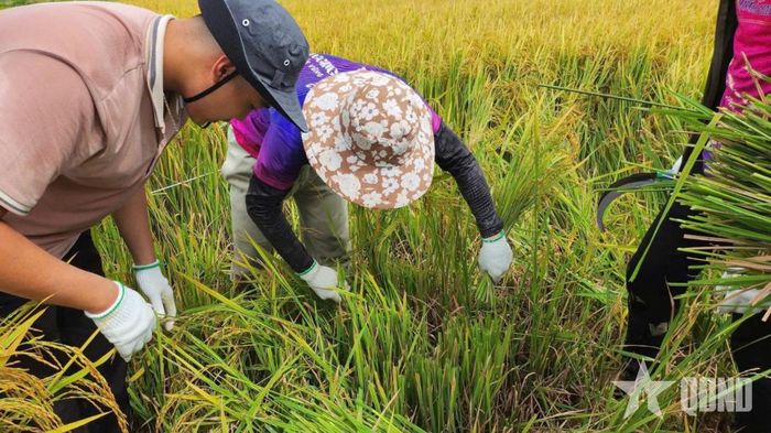Dự án “Chuyến đi của rơm” trong những ngày đầu tiến hành thu hoạch rơm. 