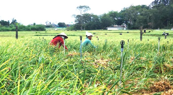 Người dân đang chuyển đổi sang mô hình canh tác tỏi xanh