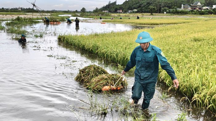  Kéo lúa lên bờ bằng phao. Ảnh: TRẦN PHƯỢNG 