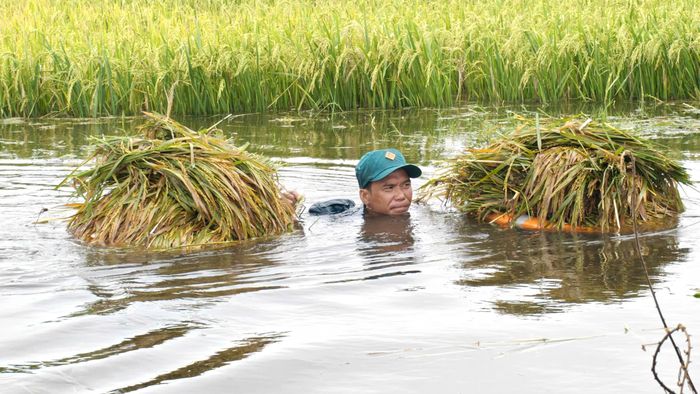  Một dân quân dầm mình dưới nước đưa lúa lên bờ. Ảnh: TRẦN PHƯỢNG 