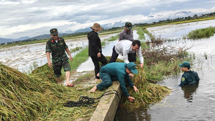  Ông Nguyễn Thanh Tuấn, Phó Chủ tịch Thường trực UBND xã Long Phụng (áo trắng) xuống đồng giúp dân. Ảnh: TRẦN PHƯỢNG 