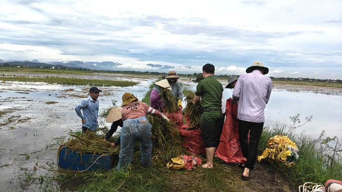  Chất lúa vào bao để đưa về nhà. Ảnh: TRẦN PHƯỢNG 