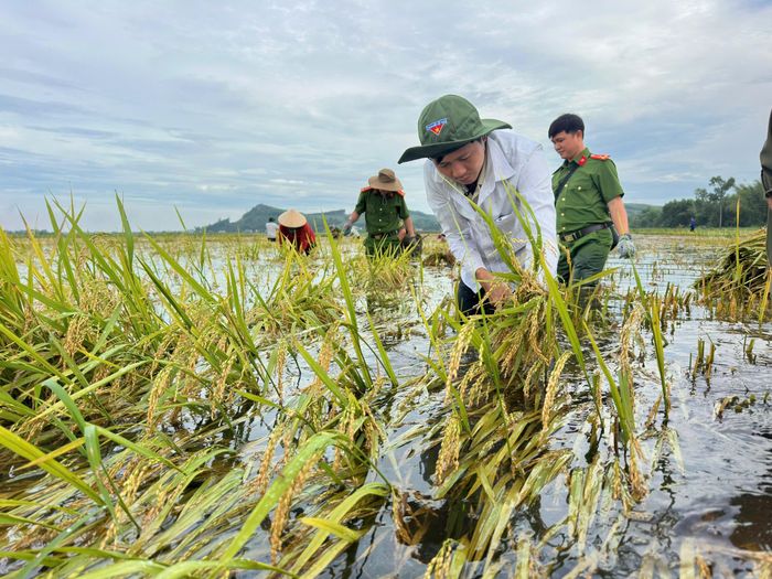 Các lực lượng công an, quân sự, đoàn viên, hội viên các hội, đoàn thể cùng cán bộ địa phương xuống ruộng giúp dân thu hoạch. Ảnh: TRẦN PHƯỢNG 