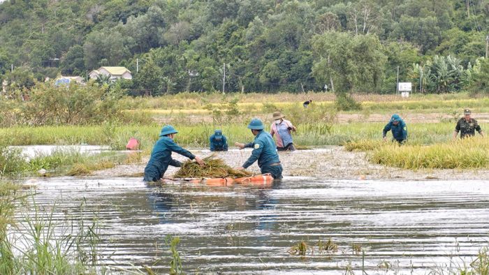  Thống kê ban đầu toàn tỉnh có ít nhất 48,2ha lúa bị ngập. Ảnh: TRẦN PHƯỢNG 