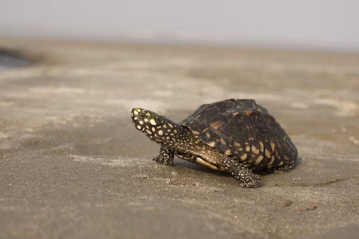 Ảnh: pictureanimal