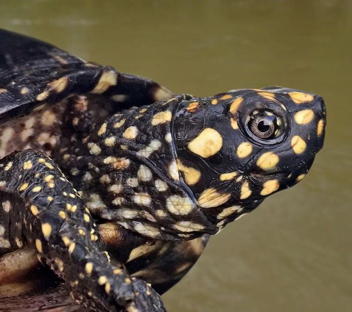 Ảnh: turtlesurvival