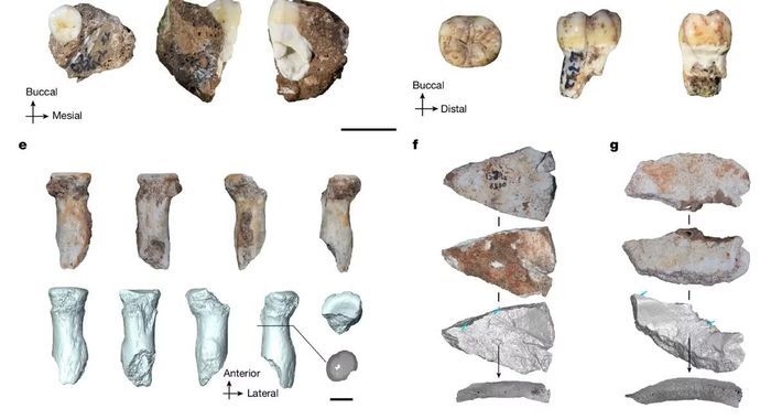 Hồ sơ hóa thạch của Denisovan so với các nhóm người cổ đại khác rất nghèo nàn.