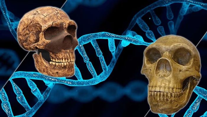 Tất cả chúng ta đều mang DNA của người Neanderthal và Denisovan.