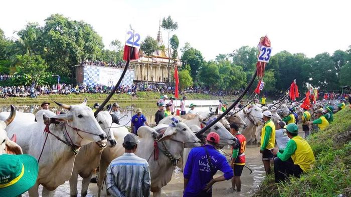 32 đôi bò tham gia tranh tài Hội đua bò truyền thống Chùa Rô 2026. Ảnh: YP.