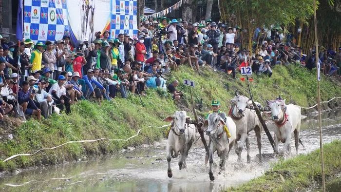 Những màn tranh tài gay cấn, quyết liệt của các đôi bò. Ảnh: YP.
