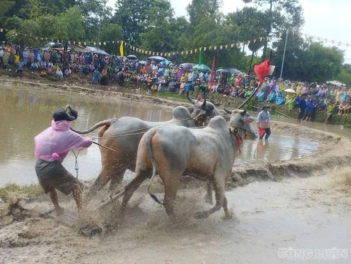 Hội đua bò truyền thống Chùa Rô lần thứ 12 năm 2026 - tranh Cúp Phân Bón Cà Mau.