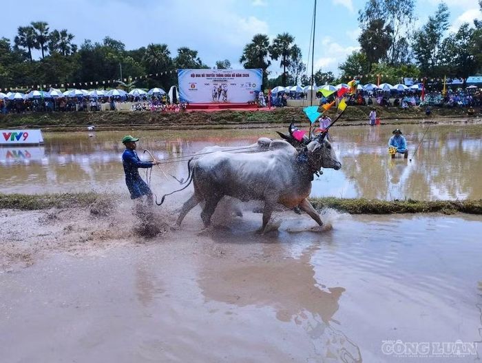 Hội đua bò Chùa Rô còn trở thành ngày hội văn hóa - du lịch ý nghĩa với chuỗi hoạt động song hành phong phú.