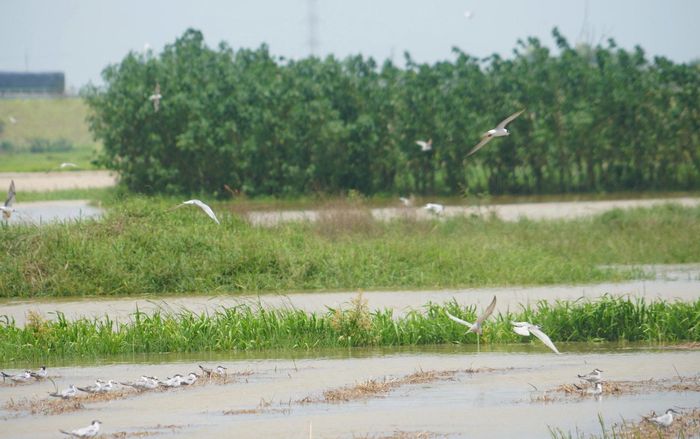 Hãy để mỗi mùa chim về là một mùa an lành, nơi con người chọn làm điểm tựa che chở thay vì làm cạm bẫy cản lối thiên nhiên.