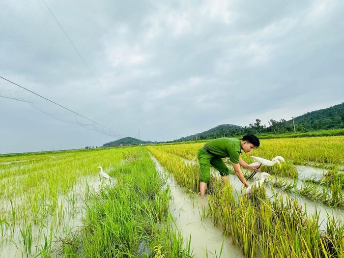 Lực lượng Công an thu gom các loại bẫy chim di cư trên cánh đồng.