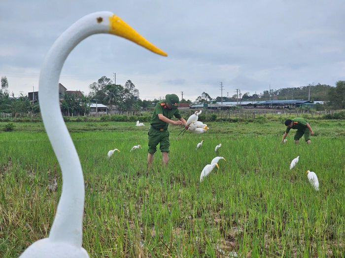 Nạn tận diệt chim trời dù đã được cảnh báo nhiều năm nhưng vẫn âm ỉ tái diễn.
