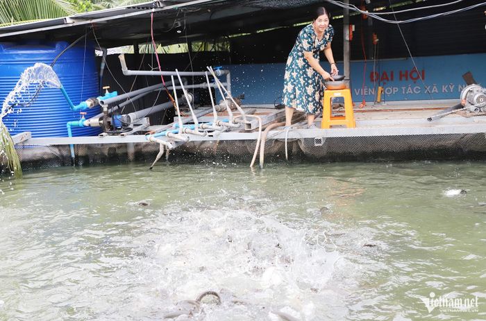 Bà Nguyễn Kim Thùy cho cá ăn trên bể nổi, mô hình được bà thử nghiệm từ đầu năm 2026.