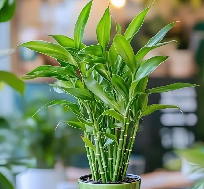 Cây văn trúc, phát tài hay phú quý là những lựa chọn tuyệt vời cho phòng làm việc, giúp tăng cường khả năng tập trung, sáng tạo và thúc đẩy sự nghiệp thăng tiến.