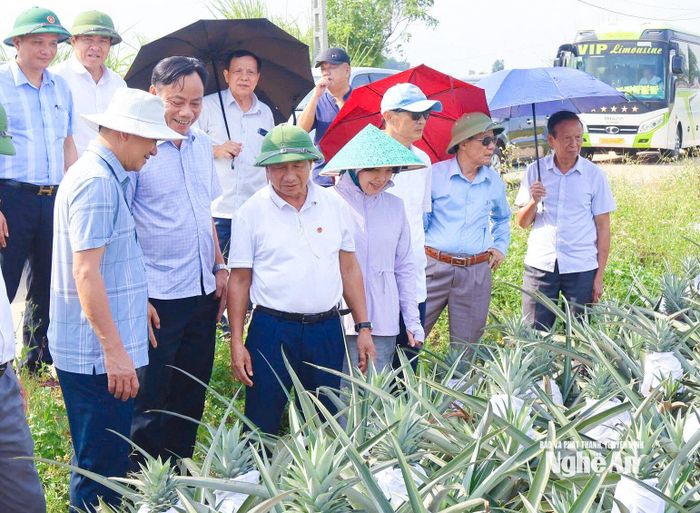Các cấp, ngành kiểm tra, đánh giá mô hình nhân rộng cây dứa tại xã Quỳnh Thắng. Ảnh: Mai Hoa