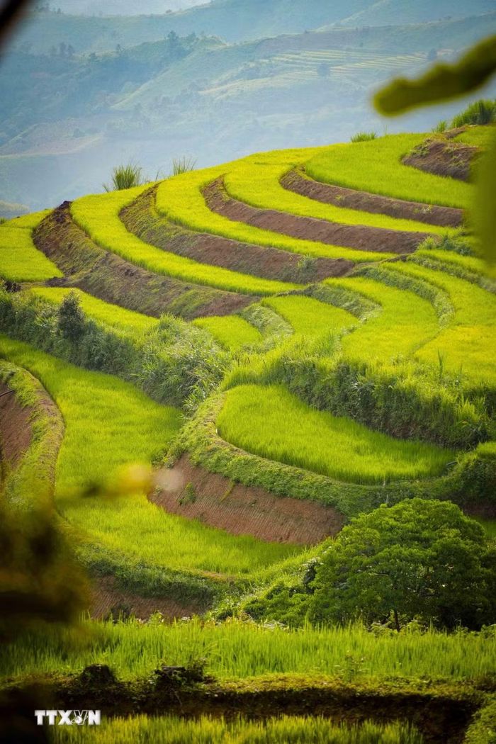 Những đường cong mềm mại của cánh đồng bậc thang Pu Nhi. (Ảnh: Xuân Tư/TTXVN)