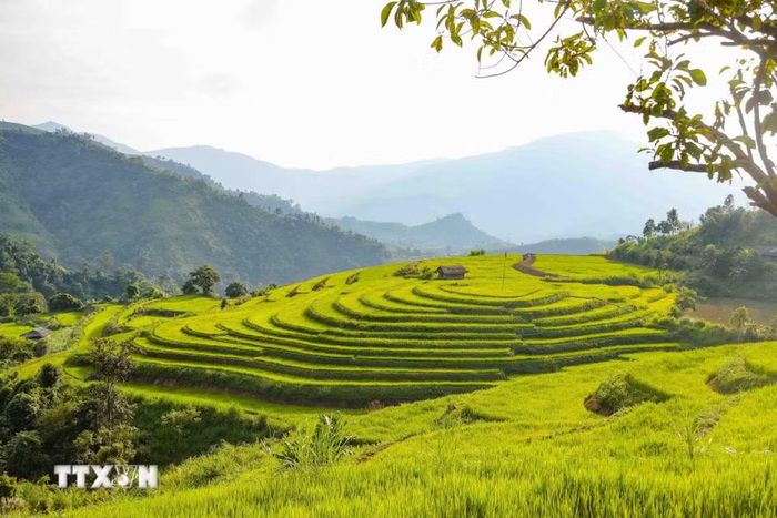 Khu ruộng hình tròn với nhiều tầng đồng tâm là điểm nhấn độc đáo trong quần thể ruộng bậc thang ở bản Phù Lồng B, xã Pu Nhi. (Ảnh: Xuân Tư/TTXVN)