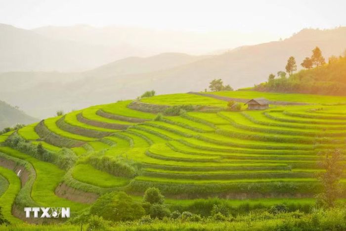 Những thửa ruộng bậc thang óng ánh trong nắng chiều. (Ảnh: Xuân Tư/TTXVN)