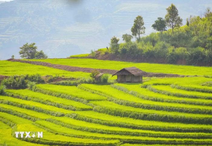 Một căn chòi nhỏ nằm giữa những thửa ruộng bậc thang ở bản Phù Lồng B, tạo điểm nhấn mộc mạc giữa không gian đồng ruộng vùng cao. (Ảnh: Xuân Tư/TTXVN)