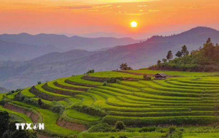 Những đường cong của ruộng bậc thang nổi bật trong ánh chiều tà, phía xa là núi rừng trùng điệp của vùng cao Pu Nhi. (Ảnh: Xuân Tư/TTXVN)