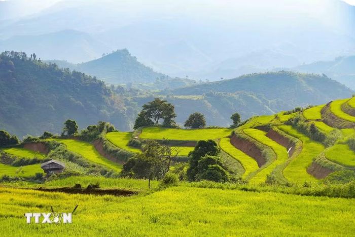 Những đường bờ ruộng uốn cong mềm mại, nối tiếp nhau thành từng lớp trên sườn núi Pu Nhi. (Ảnh: Xuân Tư/TTXVN)