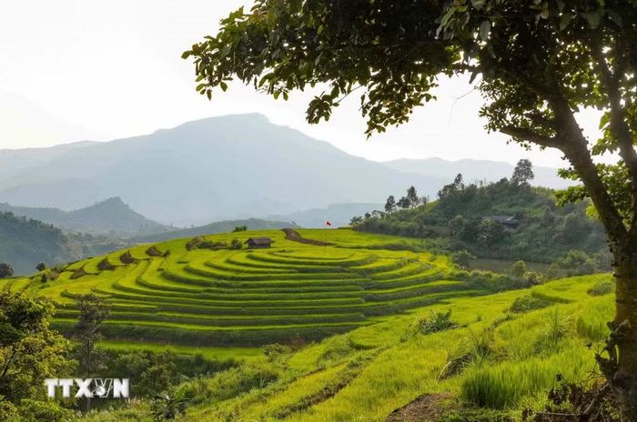 Khung cảnh yên bình, lãng mạn trên cánh đồng bậc thang Pu Nhi. (Ảnh: Xuân Tư/TTXVN)
