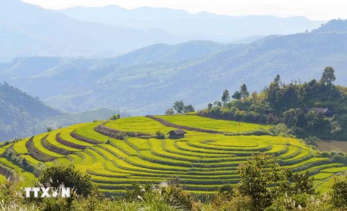 Những thửa ruộng bậc thang tại Pu Nhi được tạo thành từng lớp theo địa hình, trải dài trên các sườn đồi. (Ảnh: Xuân Tư/TTXVN)