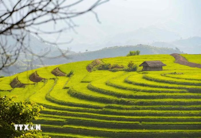Các thửa ruộng bậc thang xếp thành từng lớp, tạo nên những mảng hình mềm mại giữa màu xanh của cây cối và đồng lúa. (Ảnh: Xuân Tư/TTXVN)