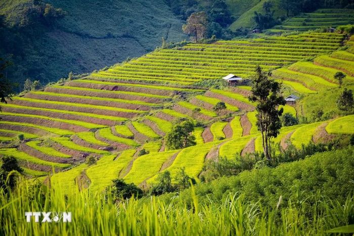 Những thửa ruộng bậc thang trải dài trên sườn núi ở vùng cao Pu Nhi. (Ảnh: Xuân Tư/TTXVN)