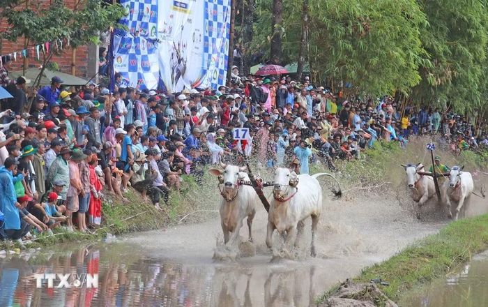 Các đôi bò tranh tài tại hội đua bò truyền thống chùa Rô ở xã An Cư, tỉnh An Giang. (Ảnh: Công Mạo/TTXVN)