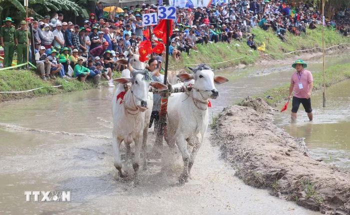 Các đôi bò tranh tài tại hội đua bò truyền thống chùa Rô ở xã An Cư, tỉnh An Giang. (Ảnh: Công Mạo/TTXVN)