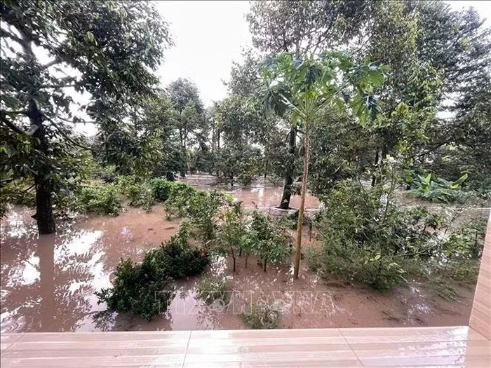 Sạt lở gây ngập vườn cây tại ấp Tân Đông, xã Tân Phú (Vĩnh Long).